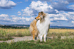 longhaired Collie