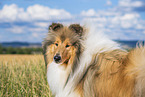 longhaired Collie