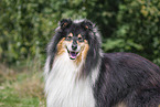 longhaired Collie