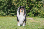 longhaired Collie