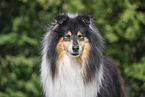 longhaired Collie