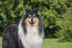 longhaired Collie