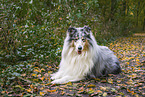 longhaired Collie