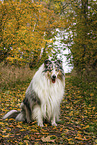 longhaired Collie