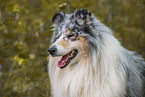 longhaired Collie