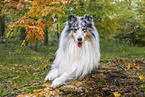 longhaired Collie