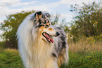 longhaired Collie