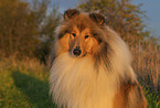 longhaired Collie