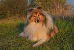 longhaired Collie