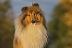 longhaired Collie