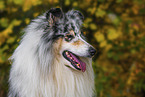 longhaired Collie