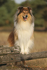 longhaired Collie