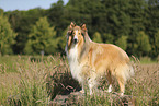 longhaired Collie