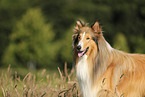 longhaired Collie