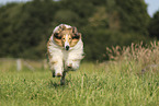 longhaired Collie