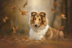 longhaired Collie