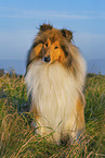 Long-haired collie