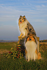 Long-haired collie