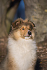 Collie puppy