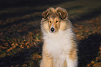 Collie puppy