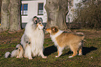 Collie puppy