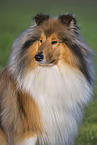 Long-haired collie