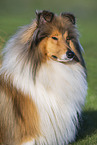 Long-haired collie