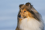 Long-haired collie in winter