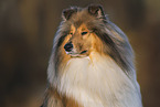 Long-haired collie