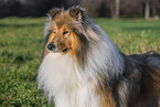 Long-haired collie