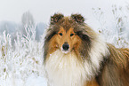 Long-haired collie in winter