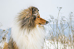 Long-haired collie in winter