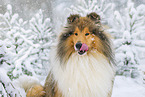 Long-haired collie in winter