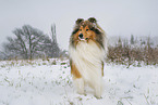 Long-haired collie in winter