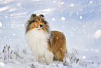 Long-haired collie in winter