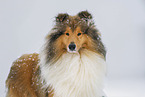 Long-haired collie in winter