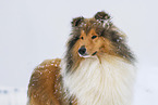 Long-haired collie in winter