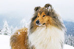 Long-haired collie in winter