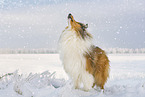 Long-haired collie in winter