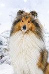 Long-haired collie in winter