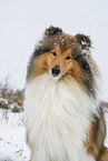 Long-haired collie in winter