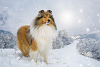 Long-haired collie in winter