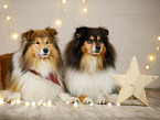 longhaired Collie in christmas decoration