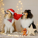 longhaired Collie in christmas decoration