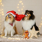 longhaired Collie in christmas decoration