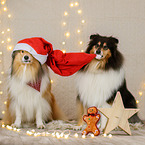 longhaired Collie in christmas decoration