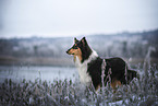 longhaired Collie