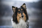 longhaired Collie