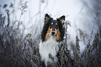 longhaired Collie