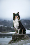 longhaired Collie